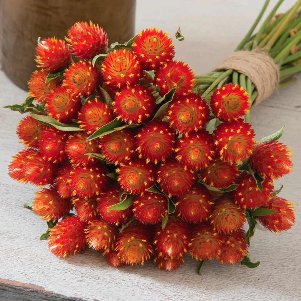 Red Gomphrena Seeds – 25 Globe Amaranth Flower Seeds with Red Round Blooms – Gomphrena globosa, Annual Garden Flower