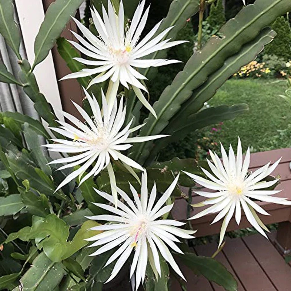 White Epiphyllum hookeri Strictum Orchid Cactus Cuttings – Set of 4, Night-Blooming Epiphytic Cactus, White Flowers, Propagation Material