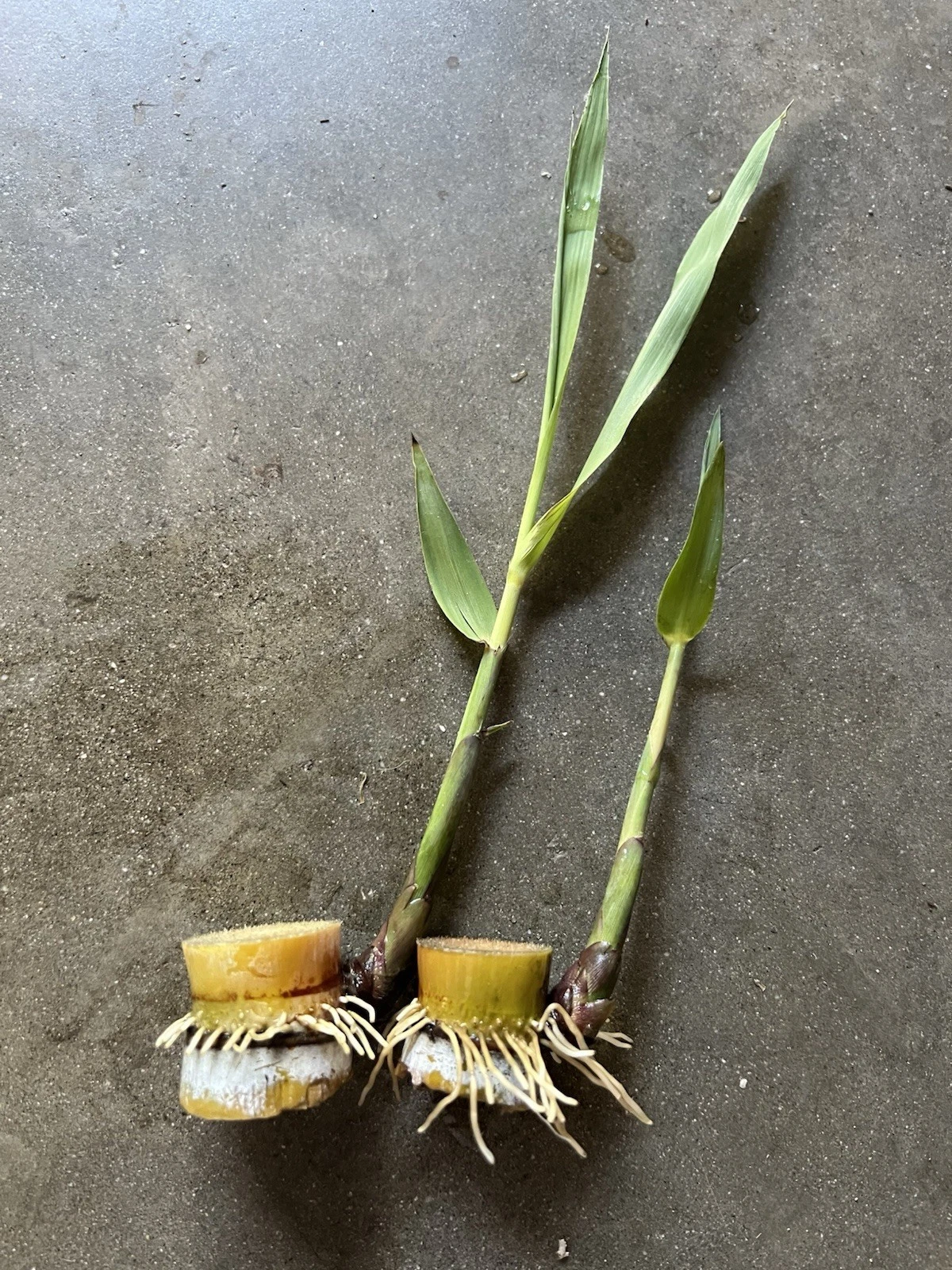 Rooted Sugarcane Cuttings – Saccharum Officinarum Live Plants for Tropical Gardens and Container Growing