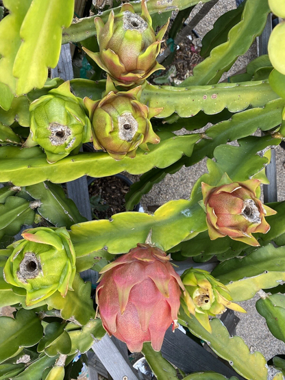 American Beauty Dragon Fruit Cuttings Red Flesh Pitaya 2 Pieces 1 Foot Long