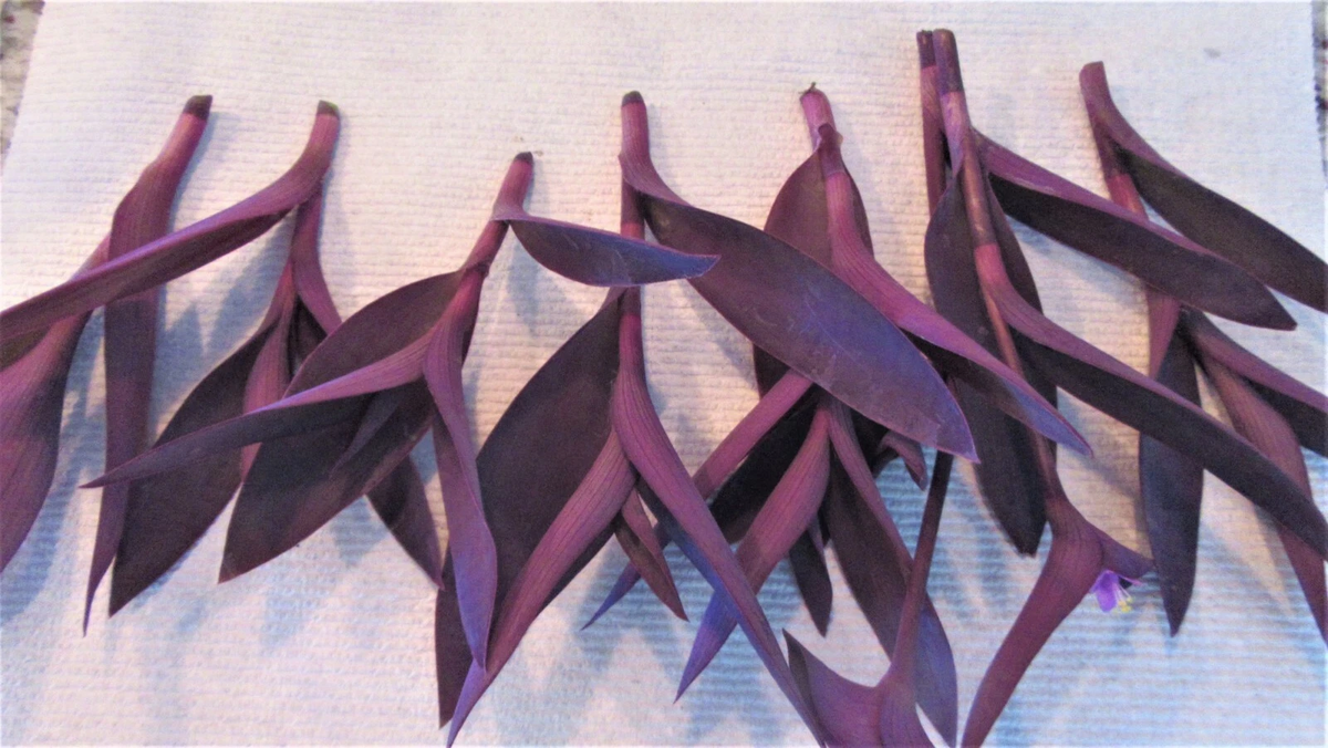 Purple Heart Tradescantia Pallida Cuttings – Set of 8, Purple Foliage Groundcover Plant Stems for Propagation