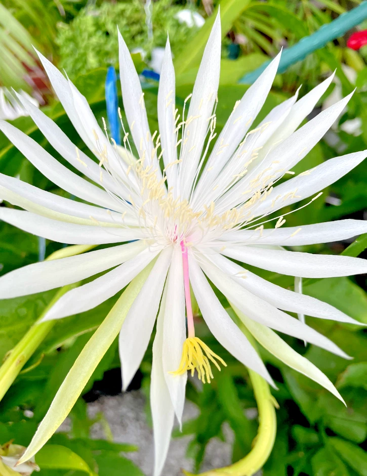 Night Blooming Cereus Rooted Plant – Epiphyllum oxypetalum in 4-Inch Pot, White Flowering Tropical Cactus for Indoor & Patio