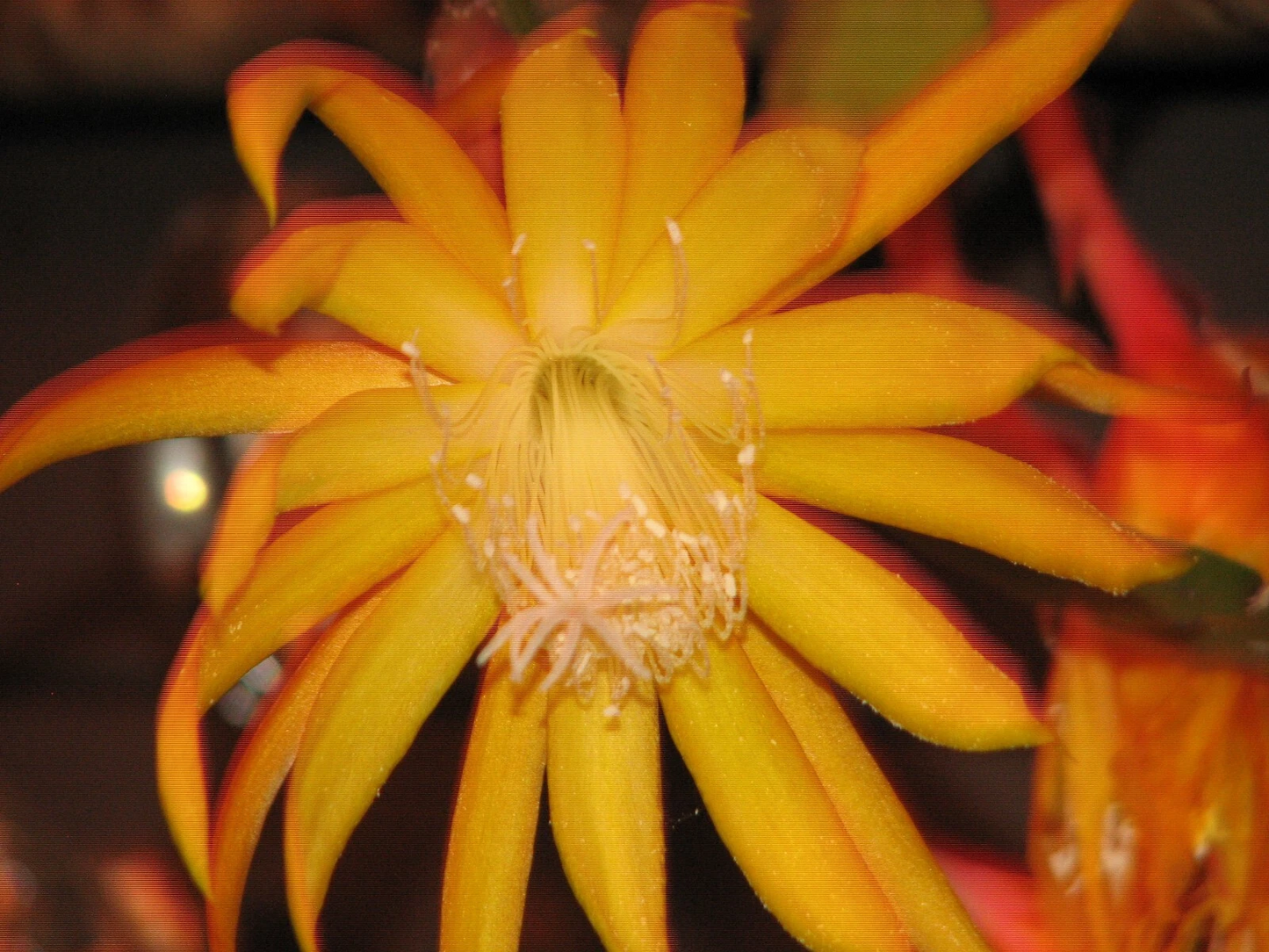 Epiphyllum Frühlings Gold Cactus Cutting – Epiphytic Orchid Cactus for Indoor Growing, Showy Blooms, Unrooted Plant Cutting