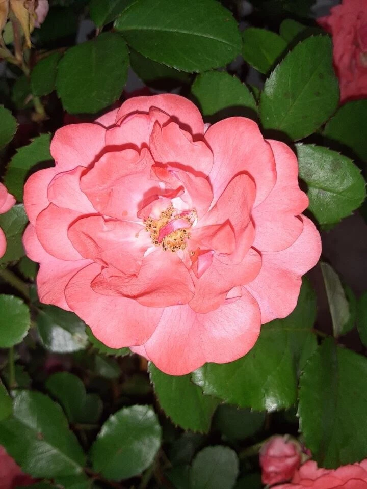 Coral Floribunda Rose Cuttings – Unrooted Propagation Shrub Rosa Garden Plant, Flowering Bush