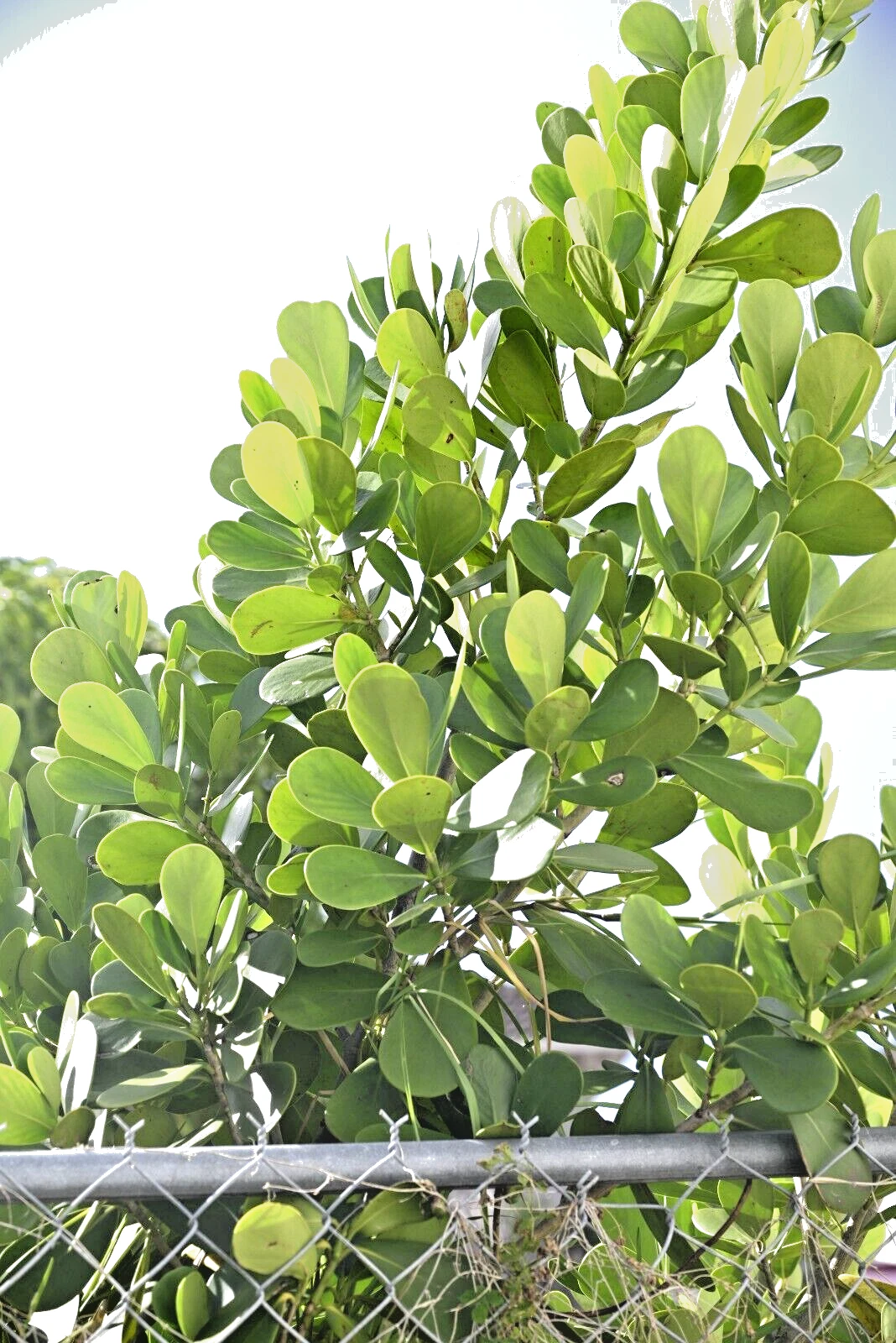 Unrooted Small Leaf Clusia Cuttings for Propagation, Tropical Shrub Plant Stems, Clusia guttifera, Indoor & Outdoor Gardening