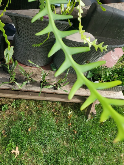 Fishbone Cactus Cuttings Epiphyllum Anguliger, Ric Rac Zig Zag Cactus Unrooted Cuttings Set of 6