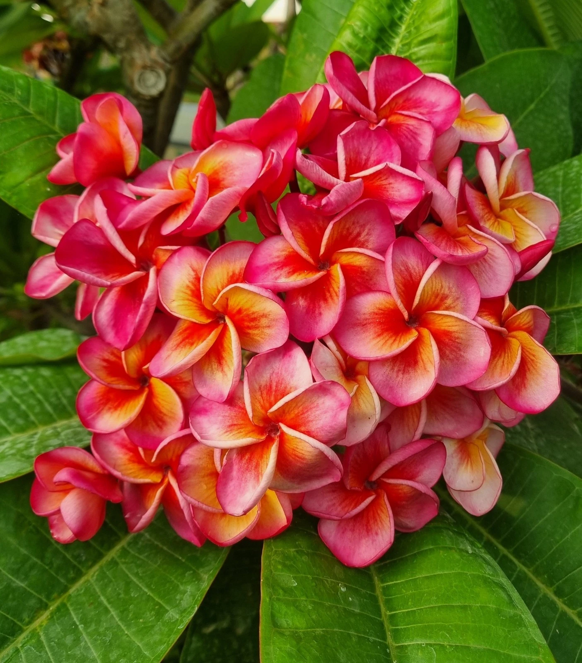 Hurricane Sunrise Plumeria Cutting | Live Tip Frangipani Propagation Plant | Tropical Multicolor Blooming Cultivar