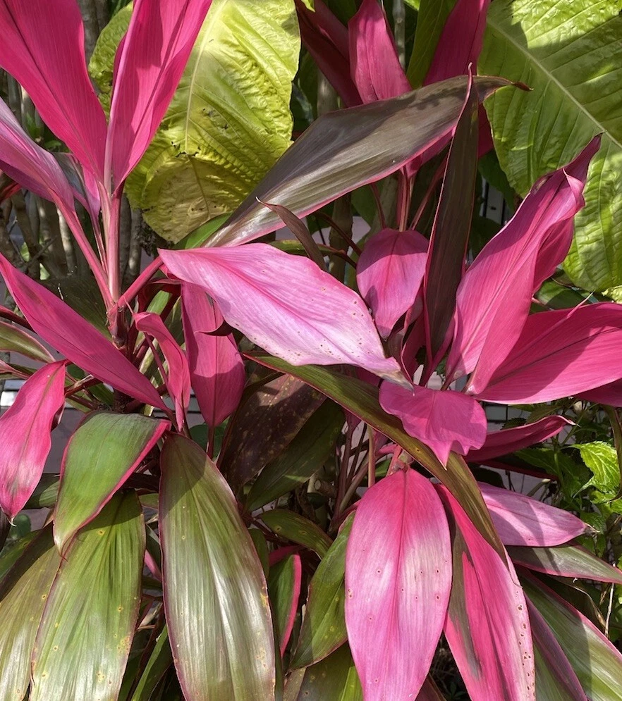 Hawaiian Ti Plant Cuttings 8 Unrooted 5-7 Inches Cordyline fruticosa Tropical Foliage Plant