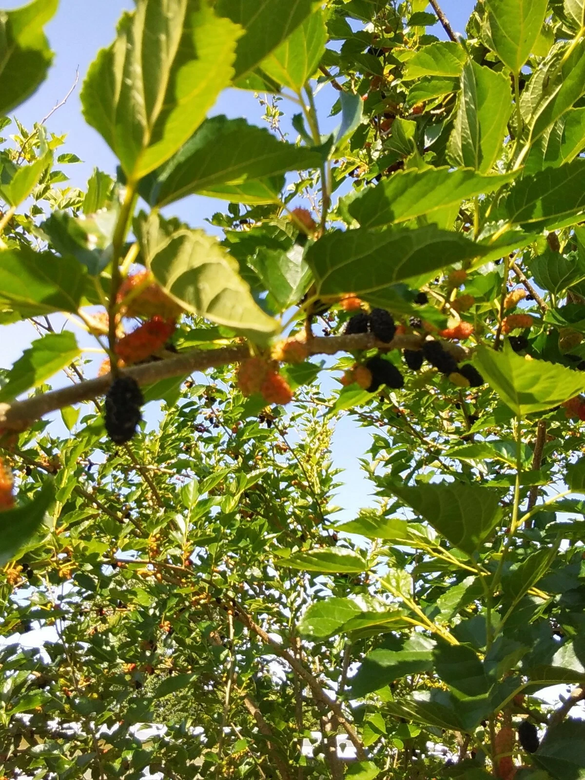 Mulberry Tree Cuttings – 5 Unrooted Morus spp. Live Propagation Cuttings 7–9 Inches