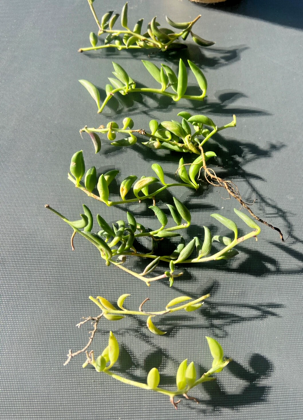 String of Bananas Succulent Cuttings Live, Curio radicans Trailing Plant for Propagation, Indoor, Hanging, Green Foliage