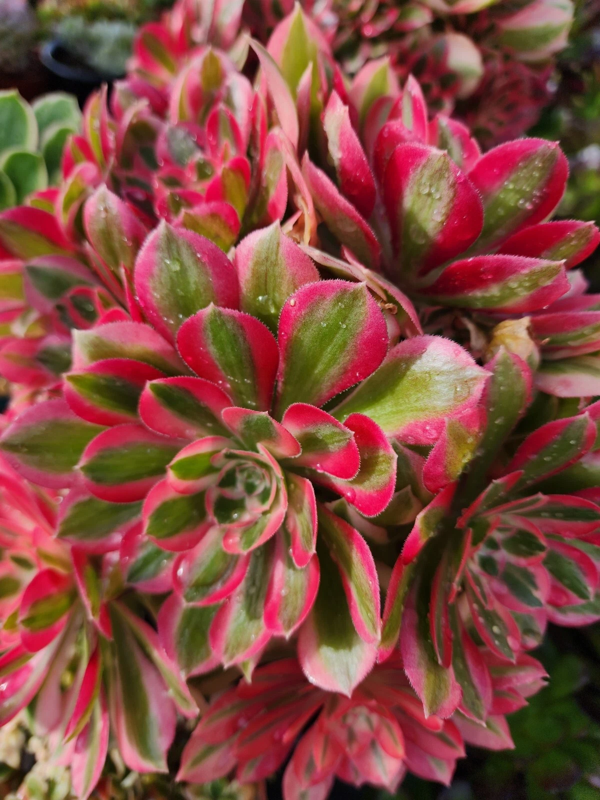 Succulent Cutting - Aeonium Pink Witch, 2.5 Inch Rosette, Unrooted Live Succulent Propagation Plant