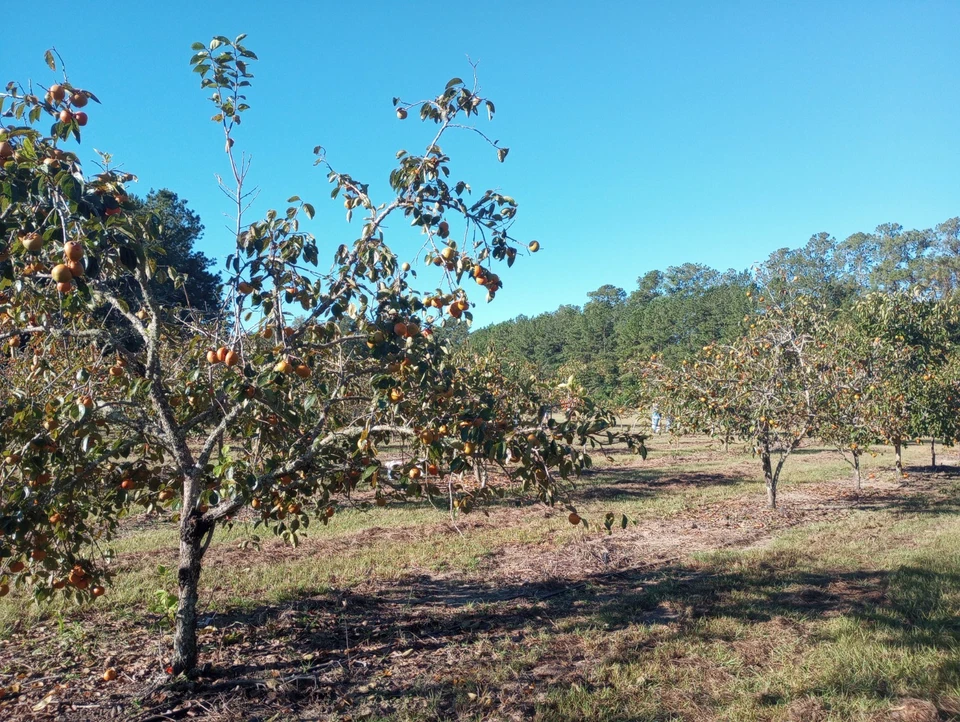 Fuyu Persimmon Tree Cuttings – 10 Unrooted Diospyros kaki ‘Fuyu’ Grafting & Propagation Clippings