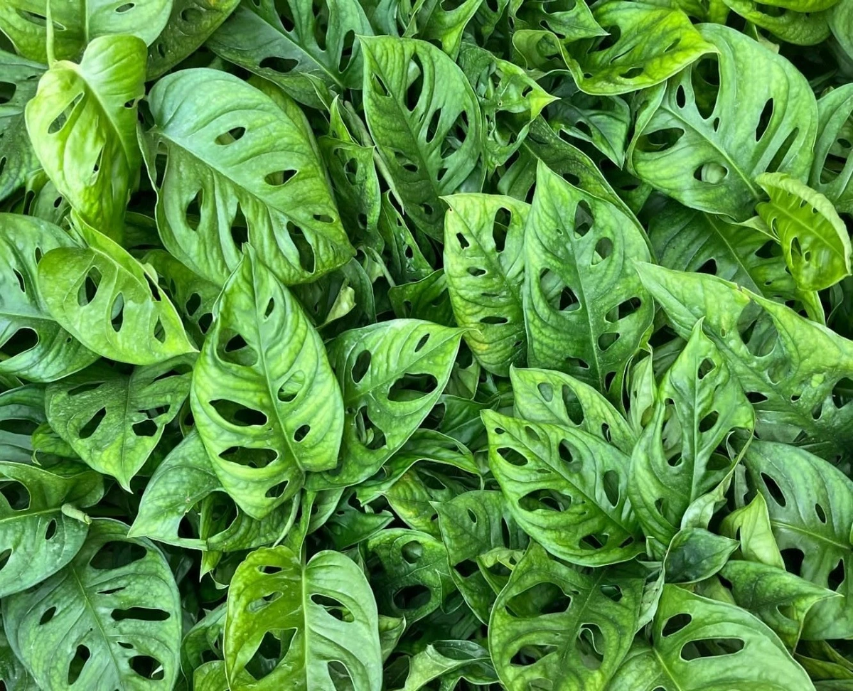Monstera adansonii Houseplant, Fully Rooted in 3 Inch Pot, Swiss Cheese Plant, Tropical Climber or Trailing Indoor Plant