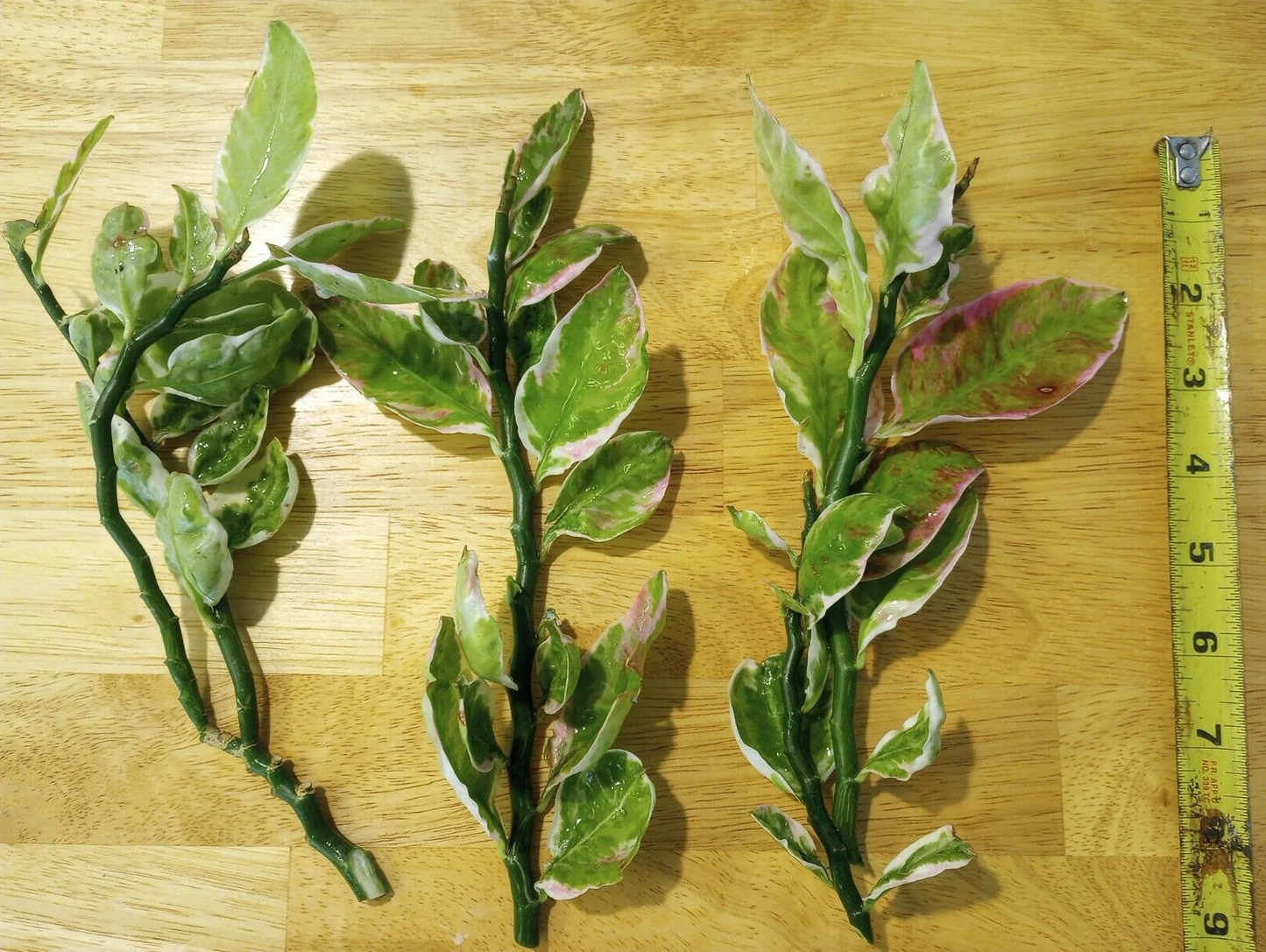 Unrooted Euphorbia tithymaloides Variegated Cuttings – 3 Inch Plant Propagation Material
