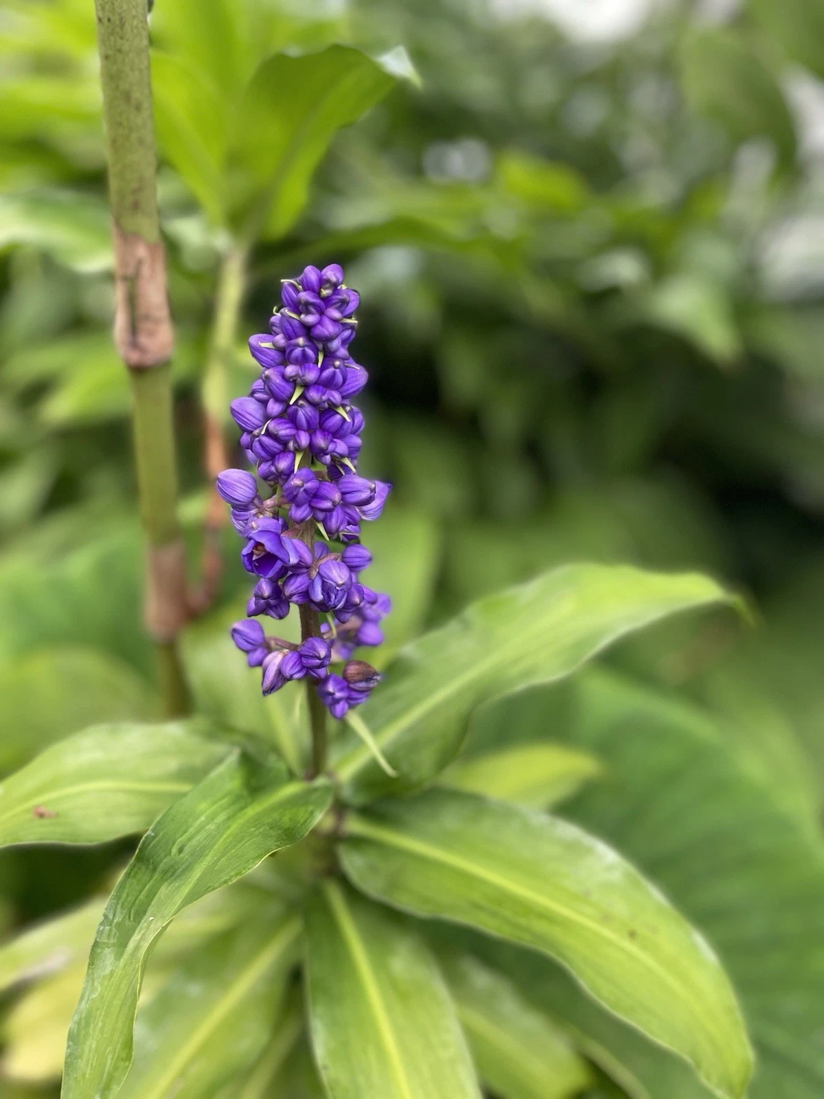 Blue Ginger Plant Cuttings – 3 Live Dichorisandra thyrsiflora Tropical Ornamental for Garden or Containers