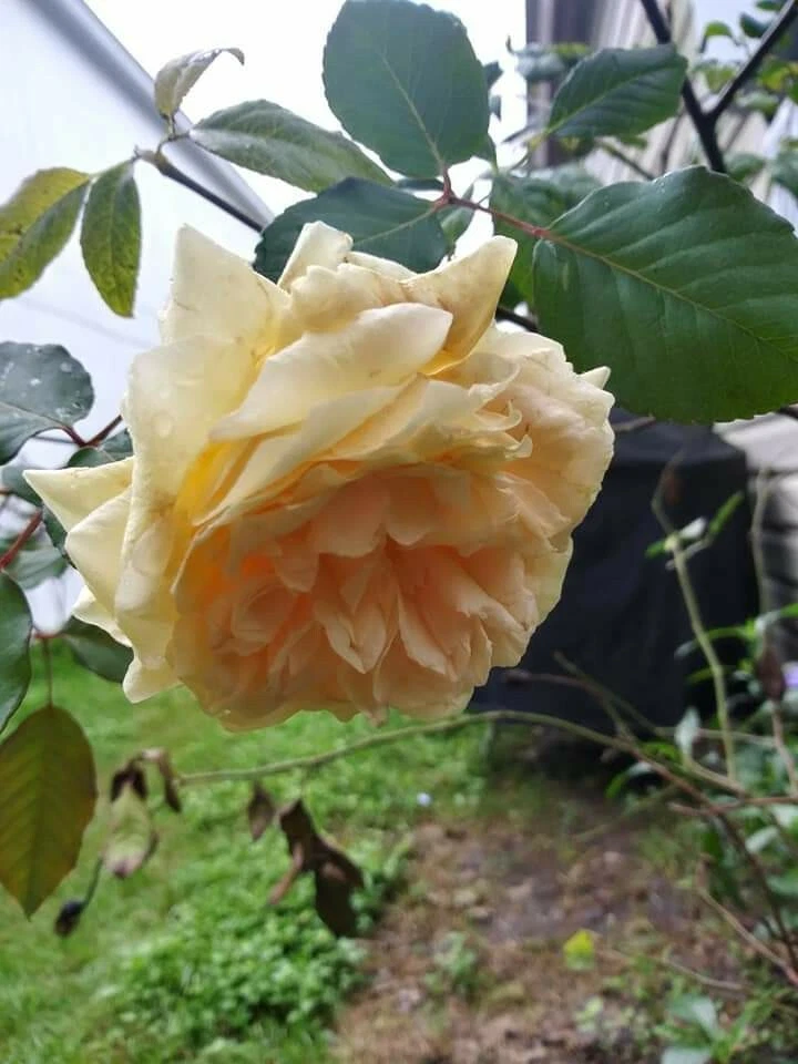 Unrooted Cream Abundance Rose Cuttings Thornless Propagation Rosa cultivar