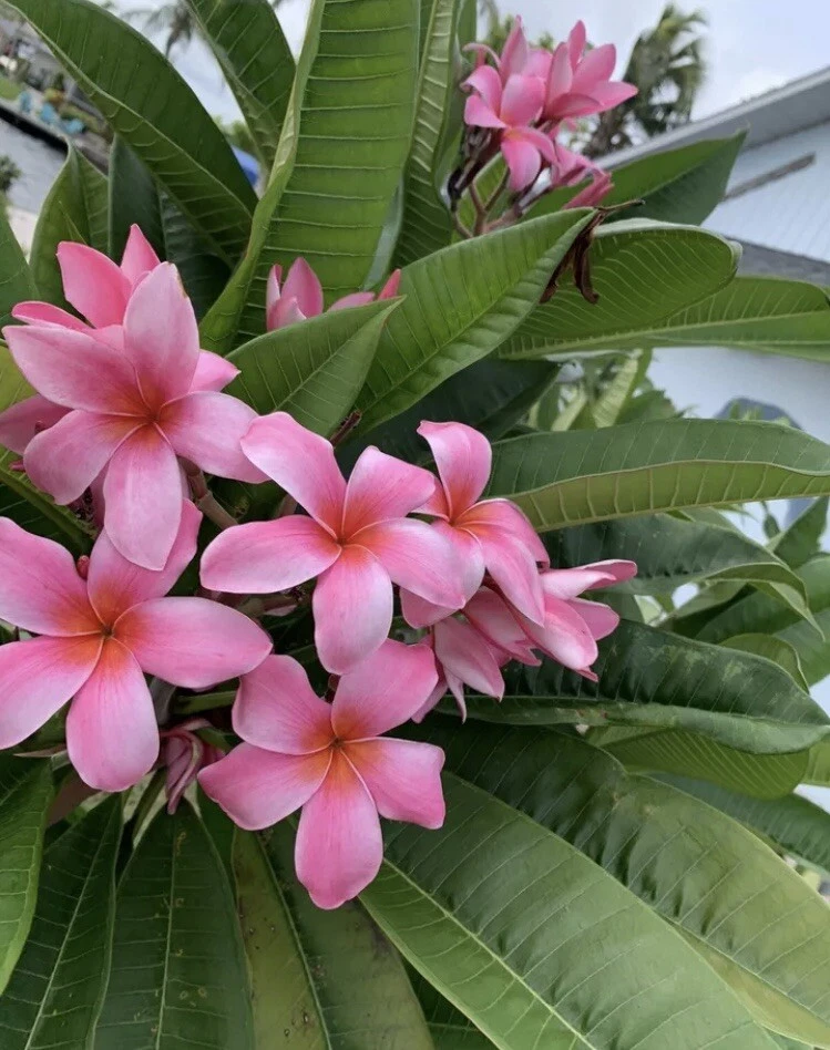 Pink Hawaiian Plumeria Cutting 8-12 Inches, Frangipani Unrooted Propagation Plant, Plumeria rubra