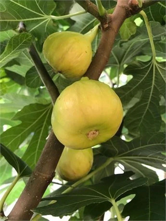 Unrooted Sicilian White Fig Cutting – Propagation Ficus Carica ‘Sicilian White’ with 3+ Nodes, 8 Inch Plant Cutting