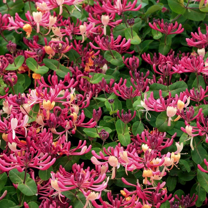 Peaches and Cream Honeysuckle Rooted Plant – Lonicera periclymenum Variegated Vine Starter for Garden