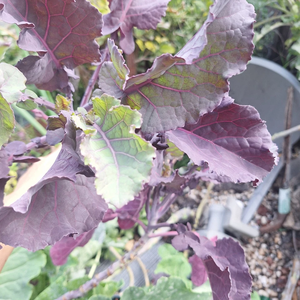 Perennial Purple Tree Kale Cuttings – Unrooted Brassica oleracea for Garden Propagation and Growing
