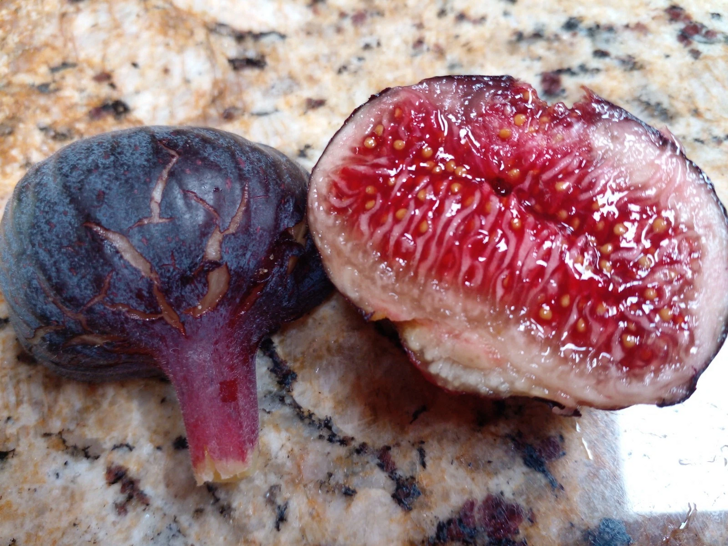Cherry Cordial Fig Cuttings - Unrooted Ficus carica Propagation Set of 2 for Home Growing