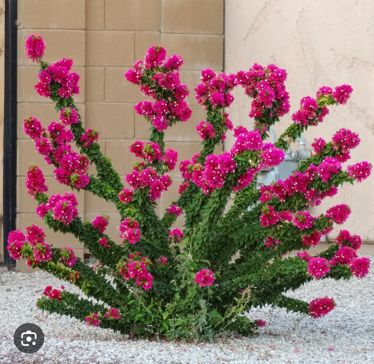 Bougainvillea Torch Glow Starter Plant – Small Rooted Live Plant for Outdoor, Patio, Container Growing, Vibrant Pink Bracts, Bougainvillea â€˜Torch Glowâ€™