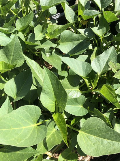 White Sweet Potato Slips – 10 Rooted Vine Cuttings, Ipomoea Batatas Starts Ready to Plant