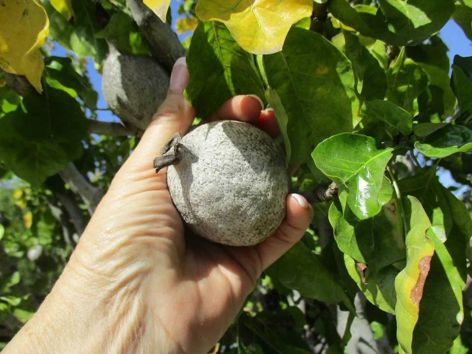 Gardenia Thunbergia Seed Pods - Fresh South African Flowering Shrub Propagation, Fragrant White Blooms, Ornamental Planting