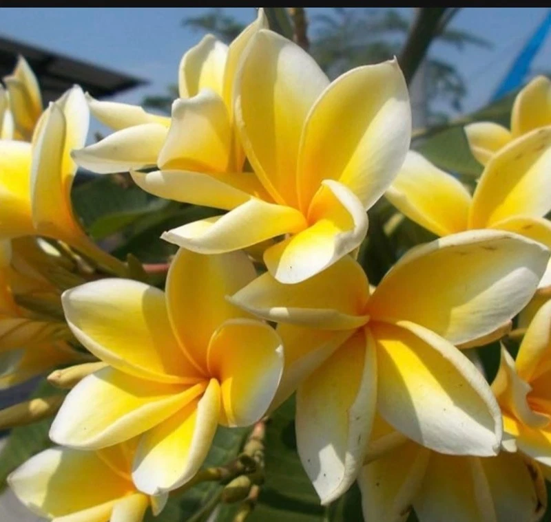 Yellow Hawaiian Plumeria Cutting - 8 Inch Live Frangipani Tree Propagation, Tropical Flowering Plant, Fragrant Blooms