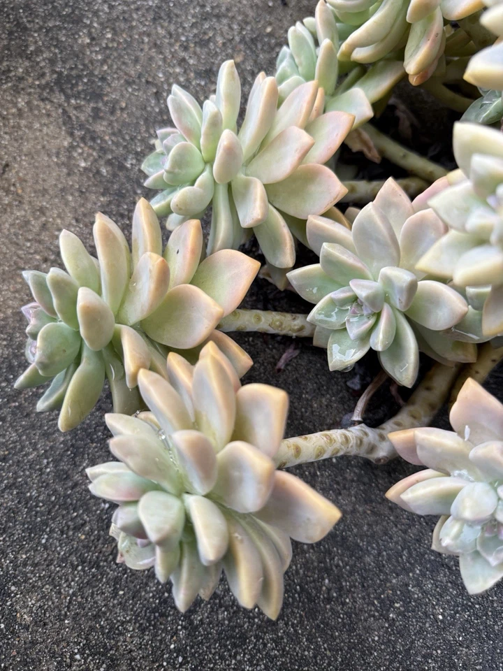 Ghost Plant Succulent Cuttings – 3 Inch Graptopetalum paraguayense Rosette Succulent for Propagation