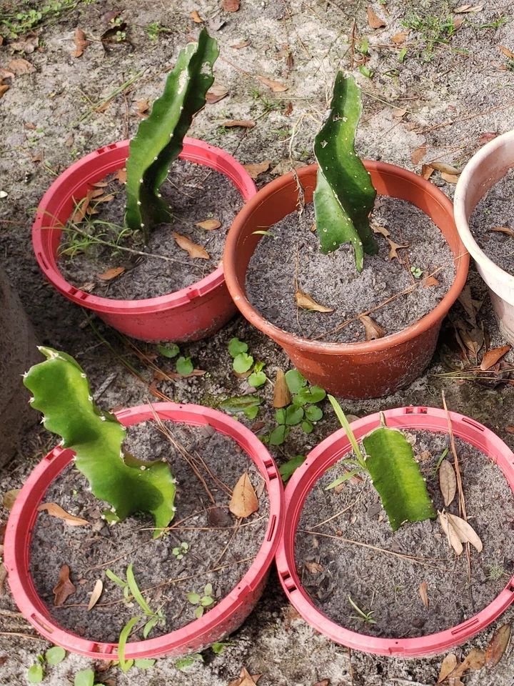 Unrooted Dragon Fruit Cuttings - American Beauty Red Pitaya Vines for Propagation, Climbing Cactus Plant, Organic Grown