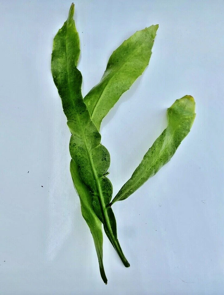 Night Blooming Cereus Cuttings - 8-10 Inch Epiphyllum oxypetalum Orchid Cactus Unrooted Live Plant Propagation