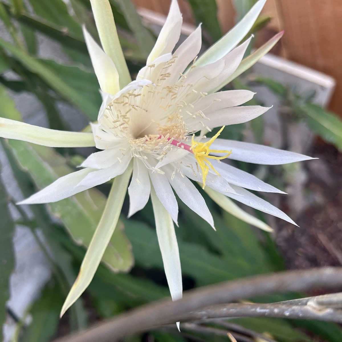 Epiphyllum Orchid Cactus Cutting – 'Ophelia' White Flower, 8–10 Inch Unrooted Segment, Trailing Epiphyllum Cultivar