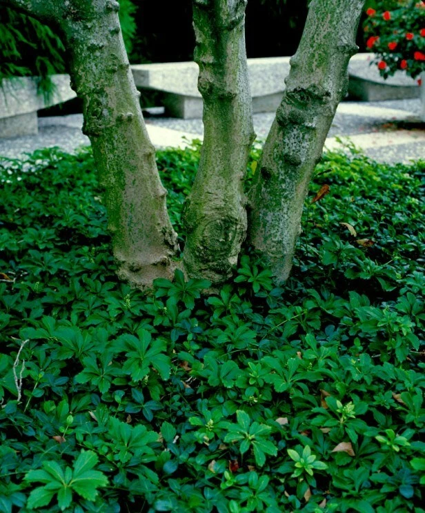 Rooted Ground Cover Cuttings - Allegheny Spurge Pachysandra procumbens Native Shade Garden Plants (5 Pack)