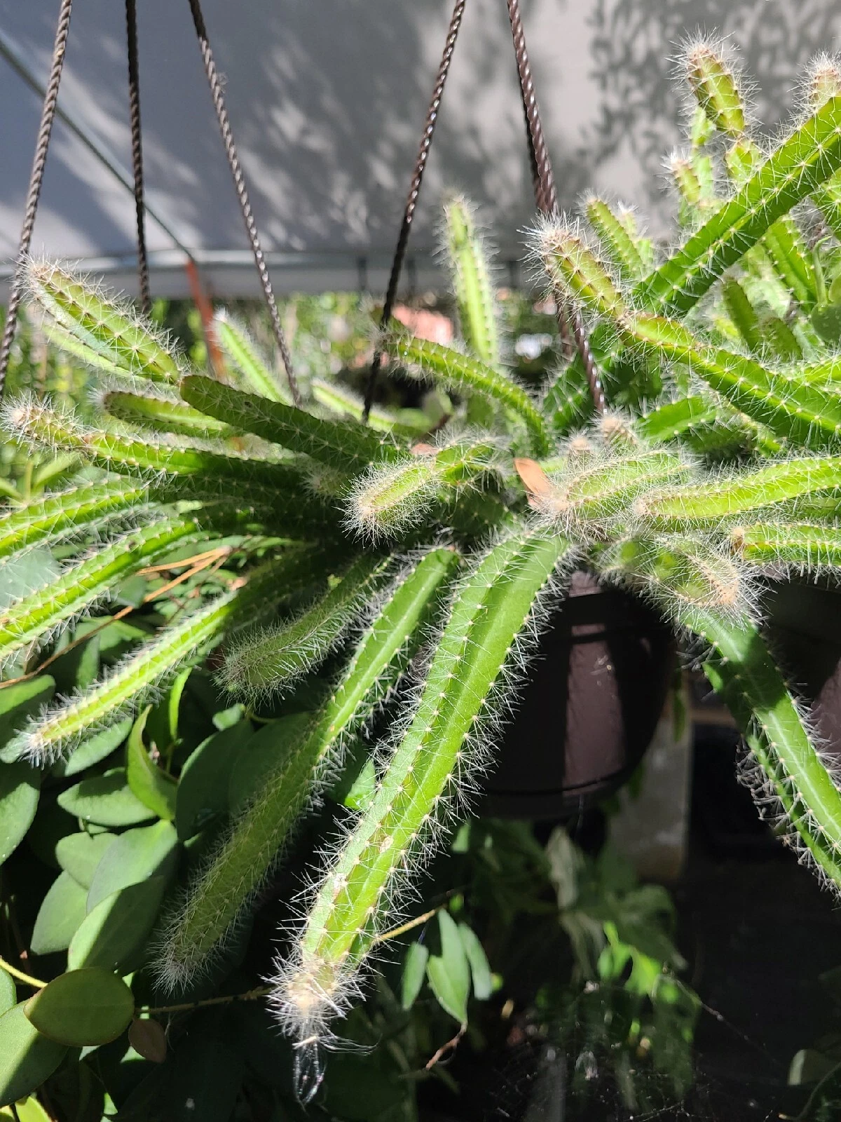 Trailing Cactus Cuttings Set of 4 | Dog Tail Medusa Selenicereus testudo Propagation Succulent