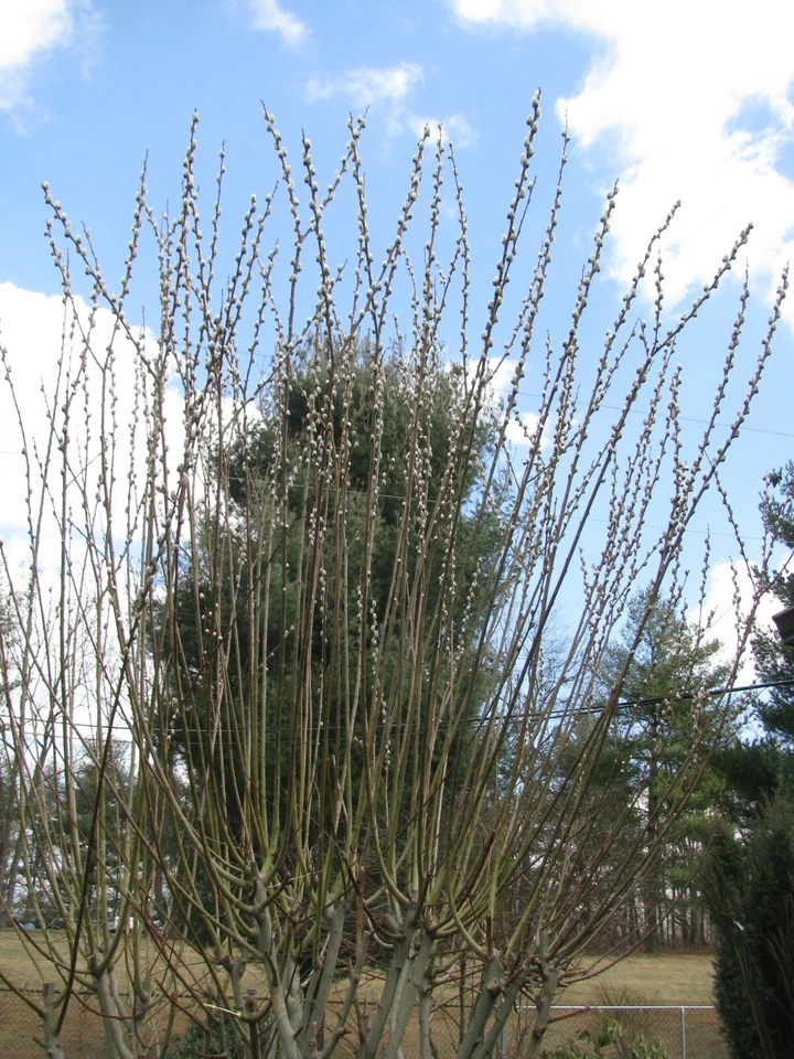 Pussy Willow Cuttings 25 Unrooted Branches 5-7 Inches for Propagation Salix discolor