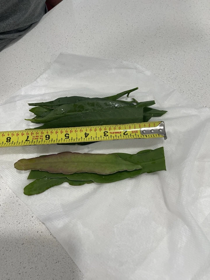 Epiphyllum Cuttings Mix - Queen of the Night Cactus Propagation Set of 10 - Epiphyllum oxypetalum & hookeri Unrooted Stems