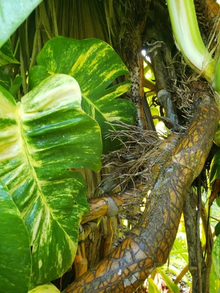 Golden Queen Hawaiian Pothos Node Cutting Live, Fenestrated Leaf Aerial Root Segment for Propagation