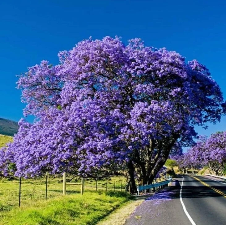 Blue Jacaranda Tree Live Plant, 8-10 Inches, Jacaranda mimosifolia, Ornamental Tree for Landscaping & Containers