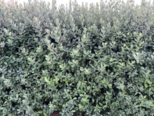 Pineapple Guava Feijoa Cuttings – 10 Fresh Unrooted Acca sellowiana Cuttings, 6–8 Inch, Hardy Zones 7b–11
