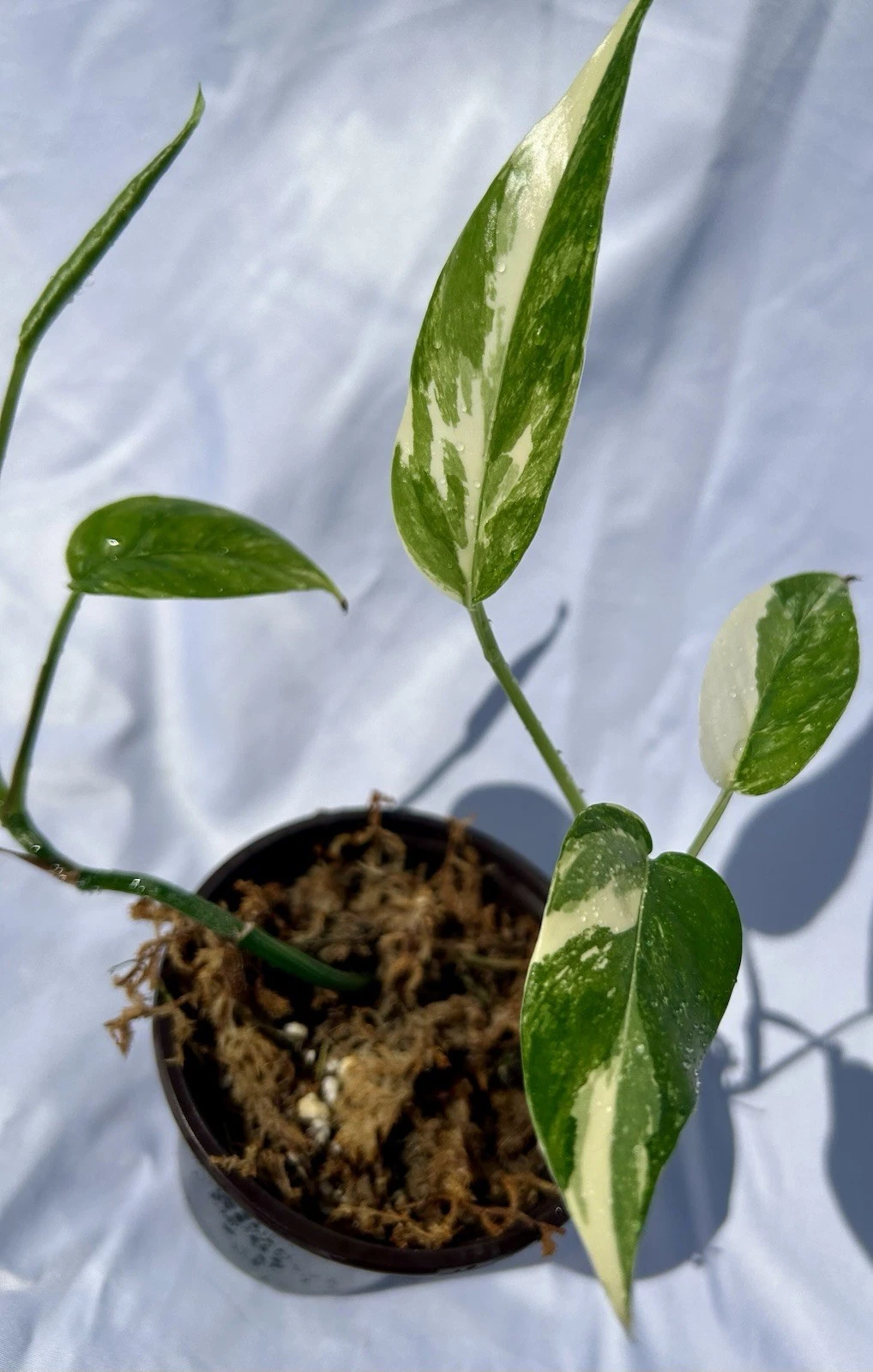 Albo Pothos Live Plant, 4-Inch Nursery Pot with 2 Rooted Cuttings, Variegated Epipremnum aureum Indoor Houseplant