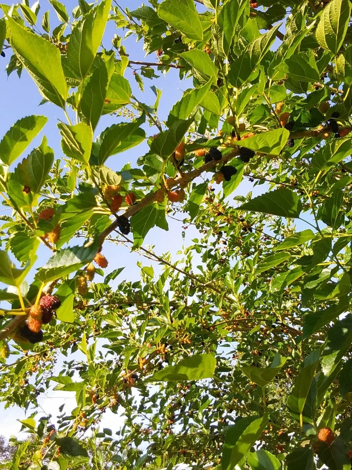 Red Mulberry Tree Cuttings – 6 Live Morus rubra Unrooted Propagation Cuttings 6–8 Inches