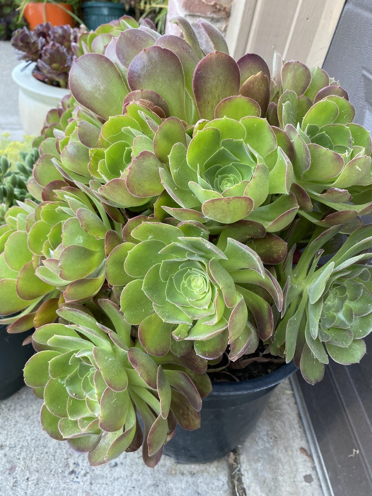Aeonium Succulent Cuttings Set – 5 Live Propagation Cuttings, Rosette-Shaped, Green, No Soil or Pot