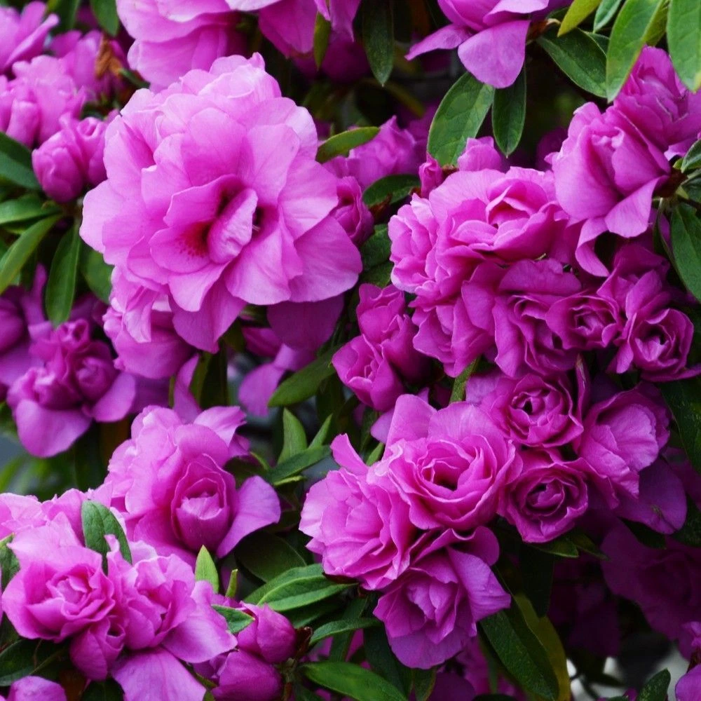 Amelia Rose Azalea Starter Plant – Small Rooted Deciduous Rhododendron Flowering Shrub for Garden & Container Planting