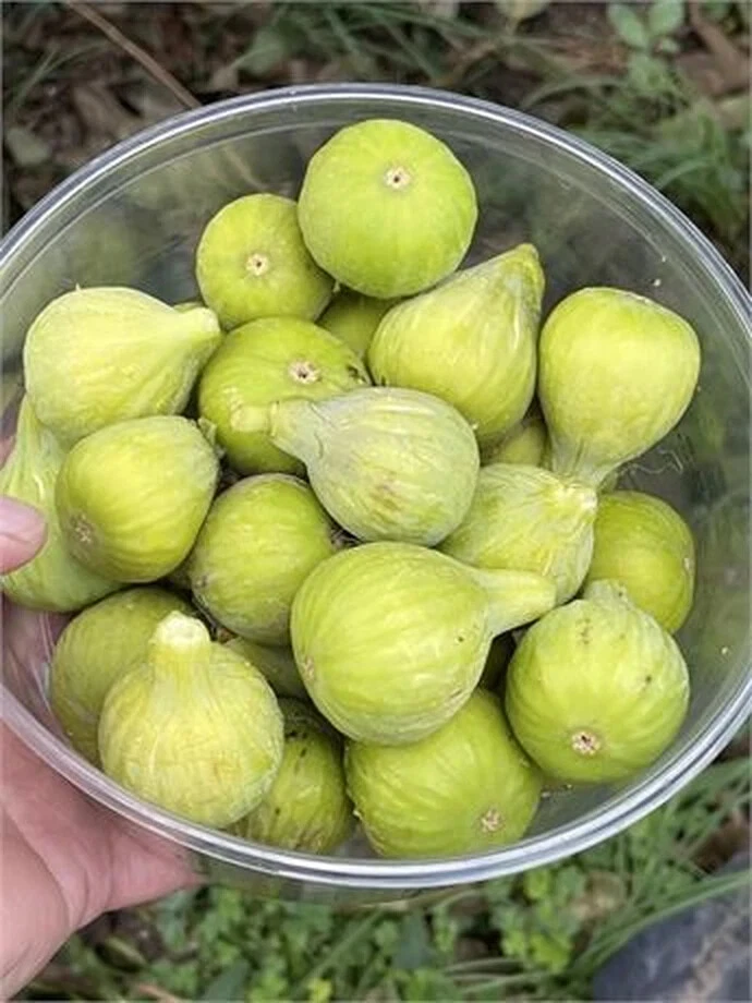Unrooted Fig Cutting – JH Adriatic Ficus Carica Branch with 3+ Nodes, 8 Inch Propagation Planting Material