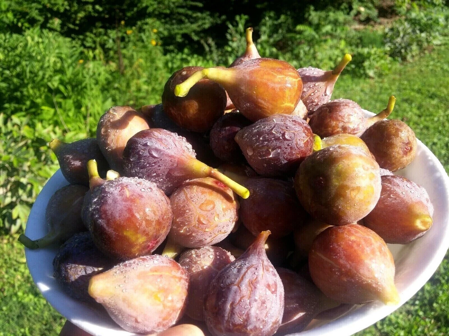 Celeste Fig Tree Cuttings – 40 Live Ficus carica ‘Celeste’ Cold Hardy Unrooted Propagation Cuttings