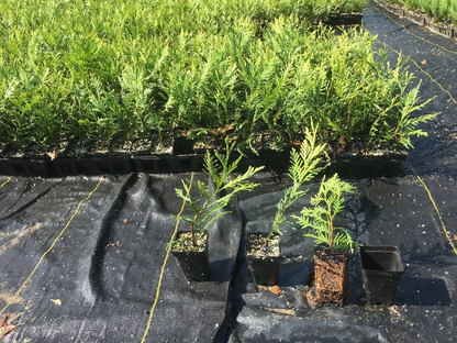 Green Giant Thuja Live Plants Box of 25 Fully Rooted Arborvitae 10–14 Inch in Pots