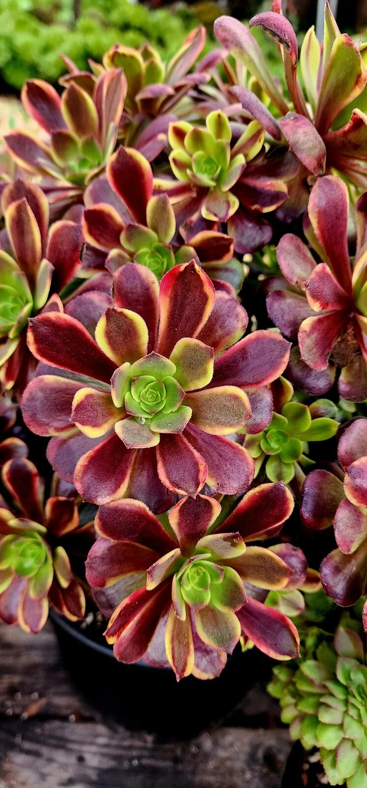 Succulent Cutting 3 Inch Variegated Aeonium Superbang Live Plant for Propagation Rosette Foliage