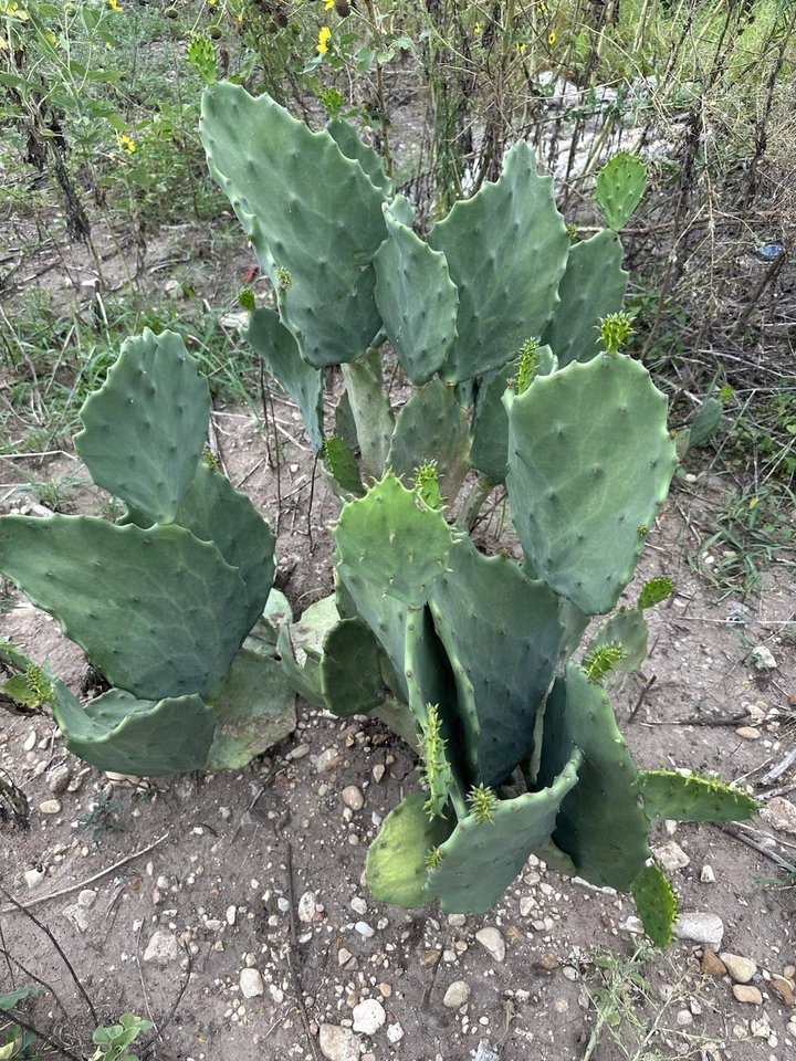 Opuntia Gomei Prickly Pear Cactus Pad Cuttings for Planting and Propagation, Hardy Ornamental Cactus, Opuntia ficus-indica 'Gomei'