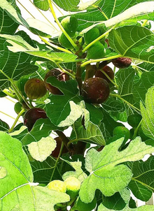Hardy Chicago Fig Tree Cuttings – 5 Organic Unrooted Cuttings, Ficus carica Cold Hardy Fig for Propagation